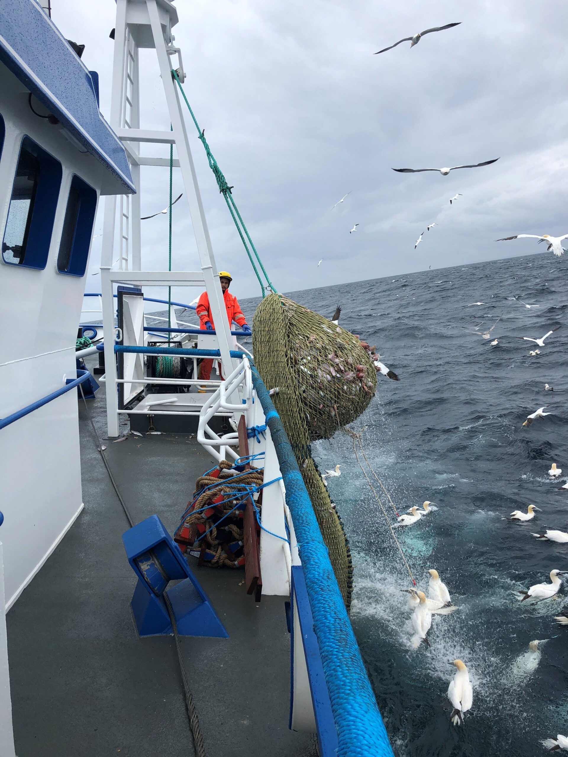 Northern Cod Zero Catch Advice: What’s Really Going on?